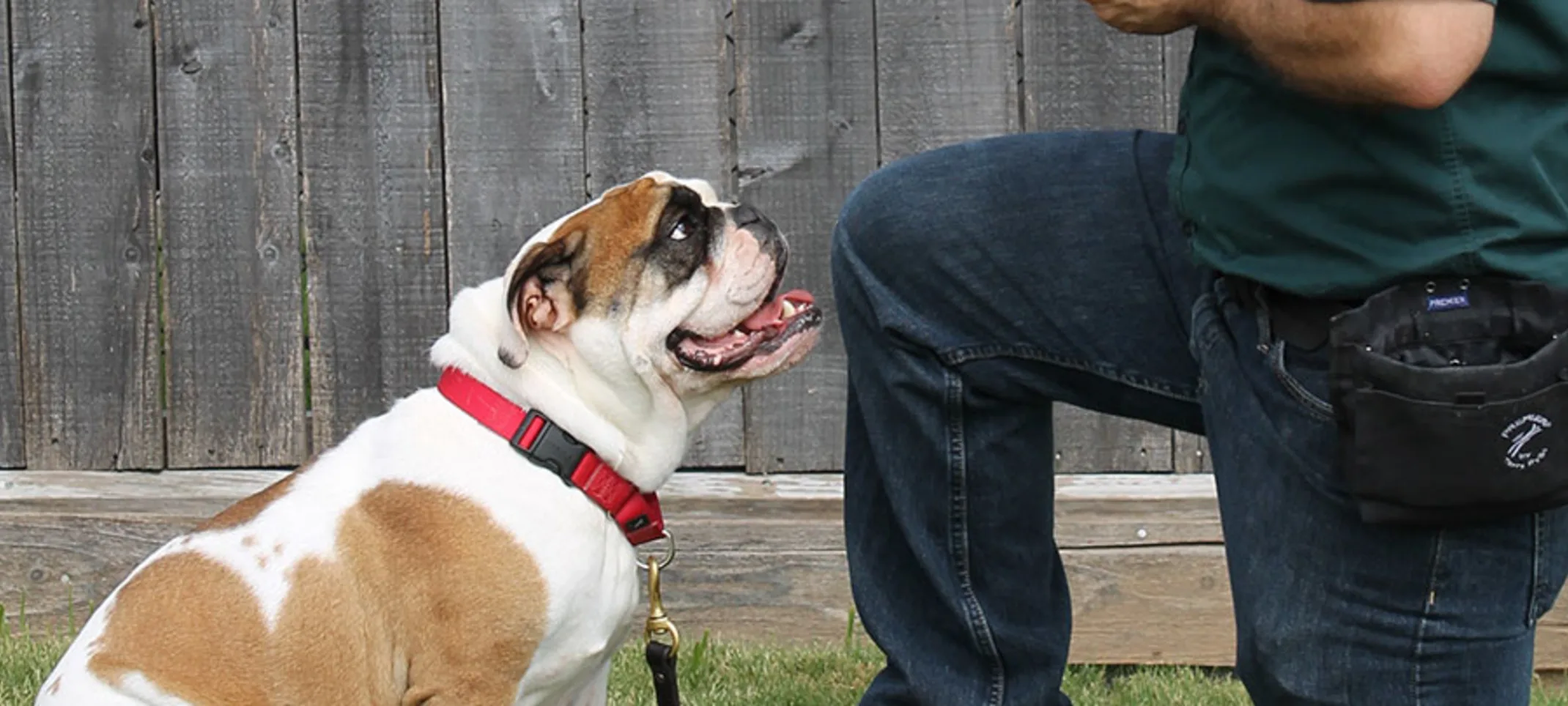 Trainer kneeling on ground with obedient bulldog
